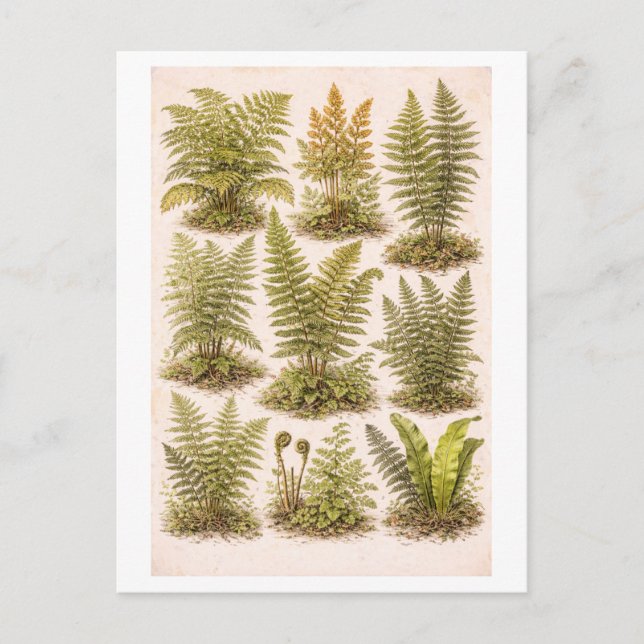 Vintage-Style Ferns Illustration Postcard (Front)