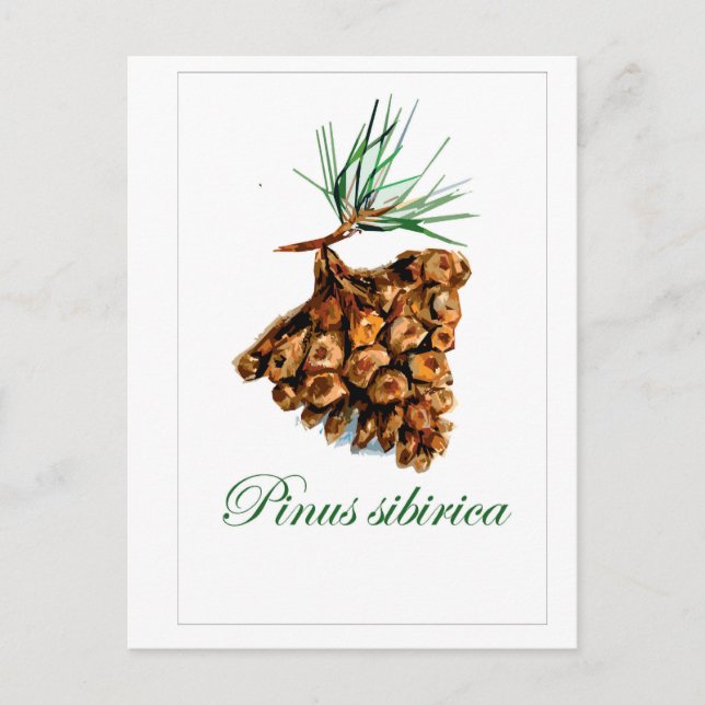 Vintage-Style Forest Postcard – Pinus Sibirica (Front)