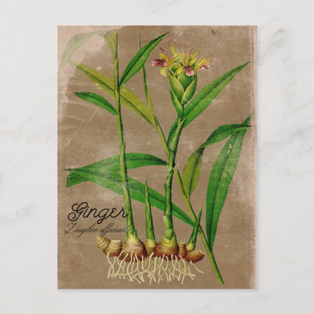 Vintage Style Ginger Root Plant Postcard (Front)
