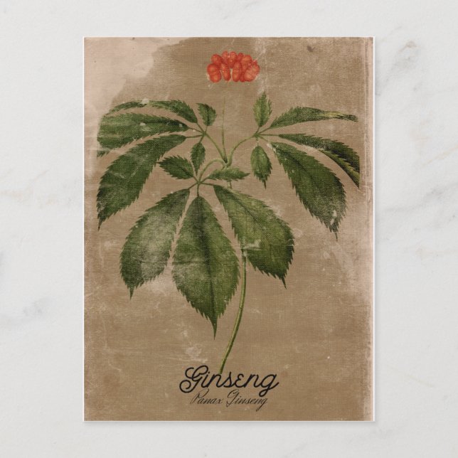 Vintage Style Ginseng Postcard (Front)