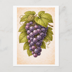 Vintage-Style Grapes Botanical Illustration Postcard