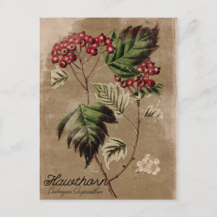 Vintage Style Hawthorn Tree Berry Postcard
