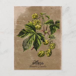 Vintage Style Hops Postcard