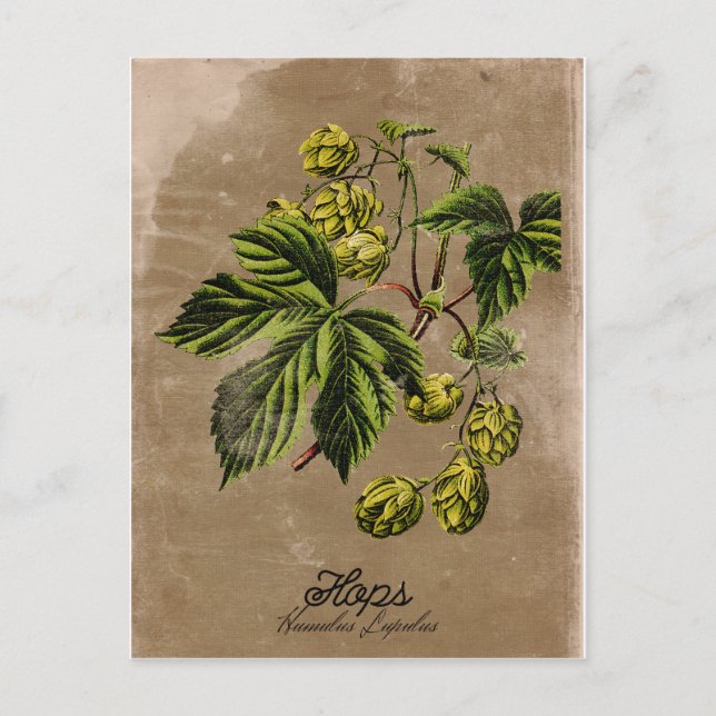 Vintage Style Hops Postcard (Front)