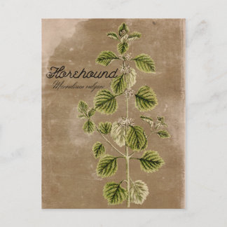 Vintage Style Horehound Herb Postcard
