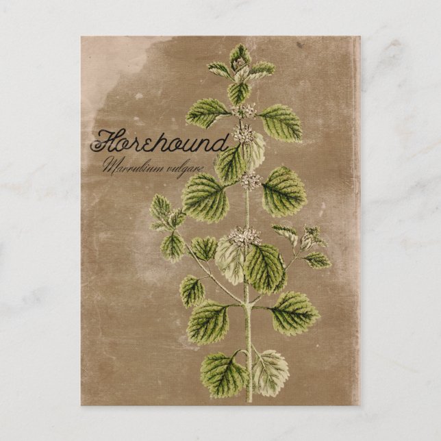 Vintage Style Horehound Herb Postcard (Front)