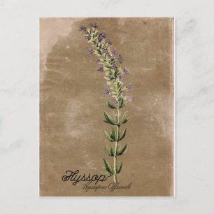 Vintage Style Hyssop Postcard
