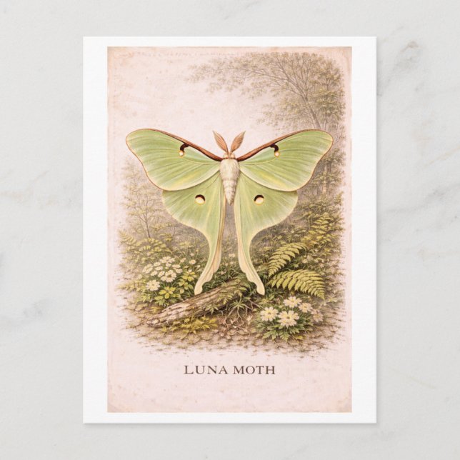 Vintage-Style Luna Moth Illustration Postcard (Front)