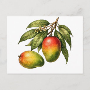 Vintage Style Mango Fruit Branch Postcard