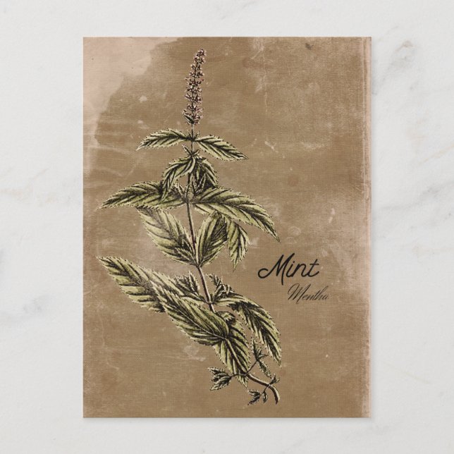 Vintage Style Mint Herb Postcard (Front)