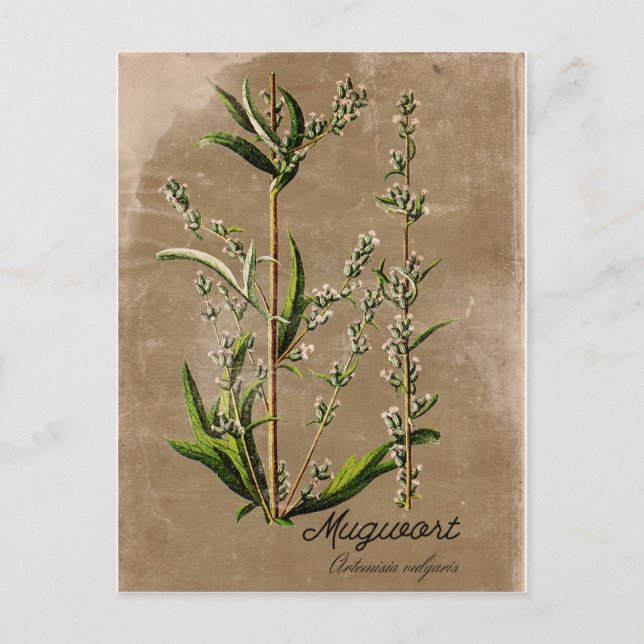 Vintage Style Mugwort Herb Plant Post Card (Front)