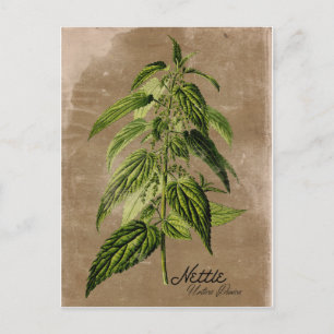 Vintage Style Nettle Postcard