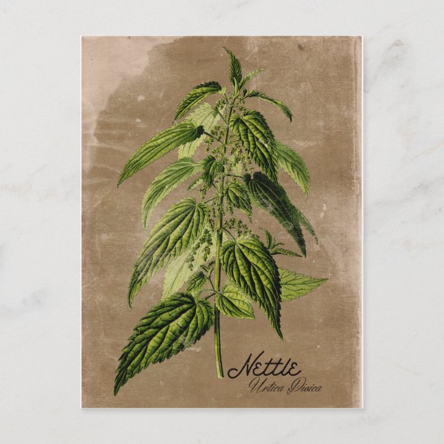Vintage Style Nettle Postcard (Front)