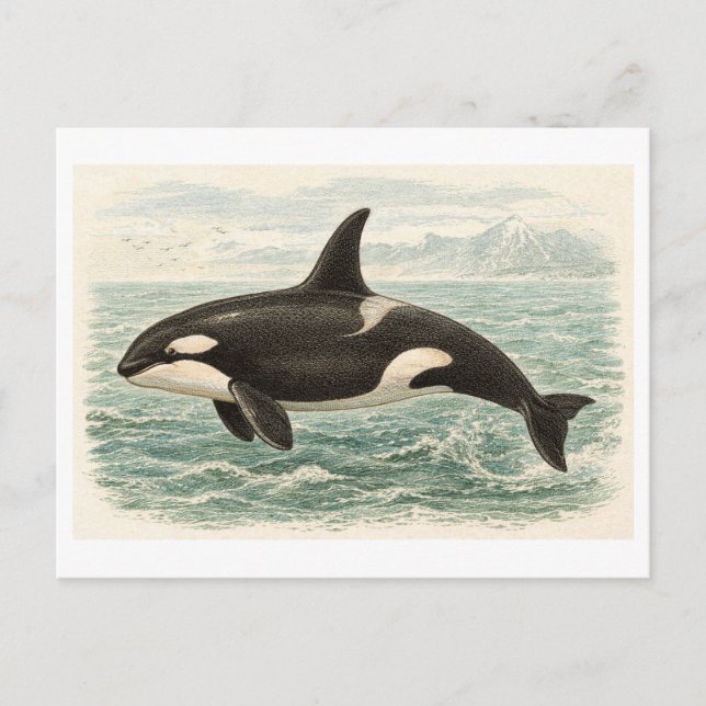 Vintage-Style Orca Whale Illustration Postcard (Front)