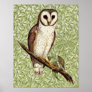 Vintage Style Owl Bird on Green Poster Art