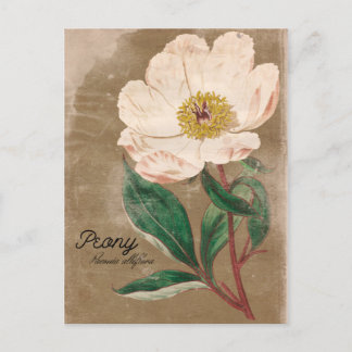 Vintage Style Peony Flower Postcard