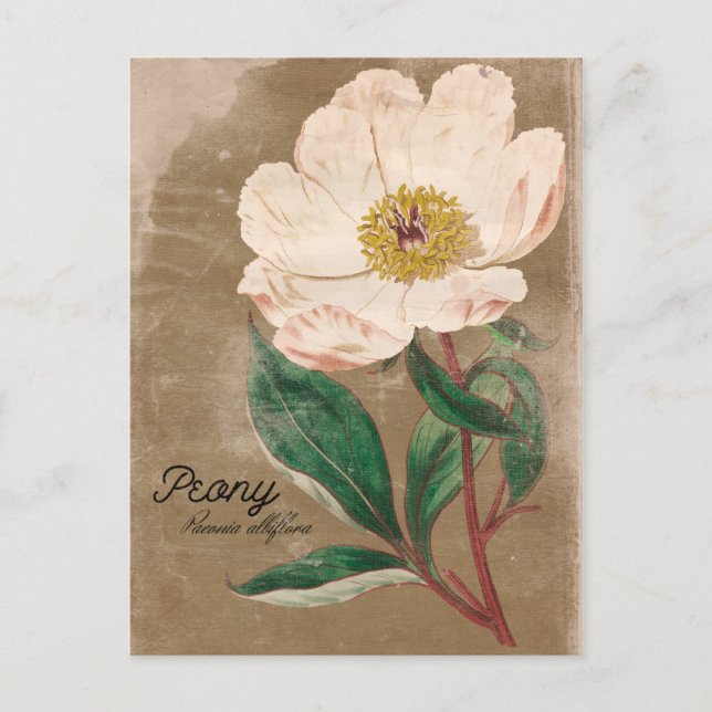 Vintage Style Peony Flower Postcard (Front)