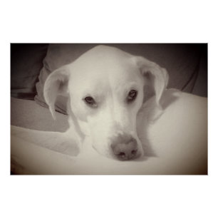 Vintage Style Photo of Beautiful Soulful Dog Poster