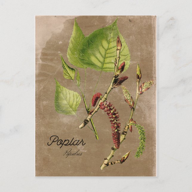Vintage Style Poplar Tree Post Card (Front)