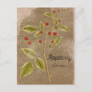 Vintage Style Raspberry Plant Post Card