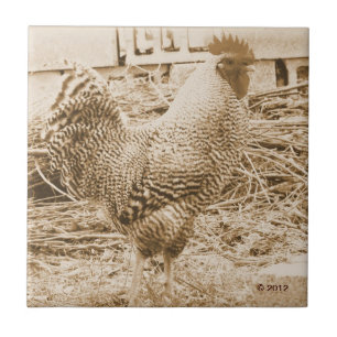 Vintage Style Rooster Photograph Tile