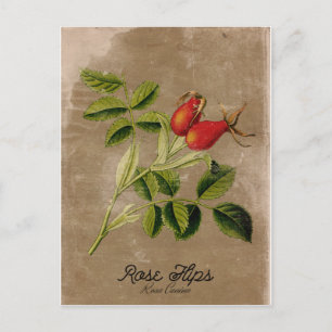 Vintage Style Rosehips Postcard