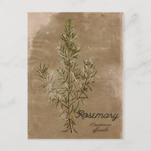 Vintage Style Rosemary Herb Postcard