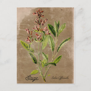 Vintage Style Sage Postcard