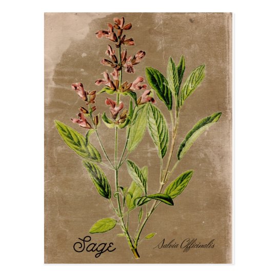 Vintage Style Sage Postcard Zazzle.co.uk