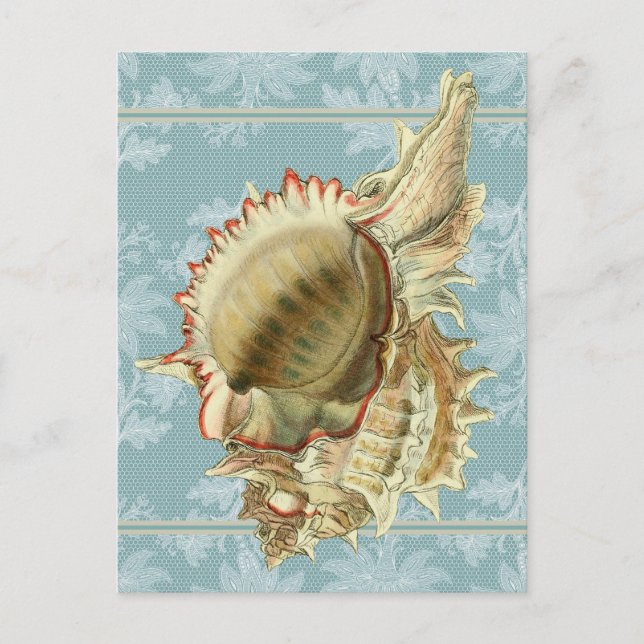 Vintage Style Seashell & Blue Lace Postcard (Front)