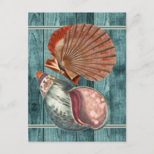 Vintage Style Seashells Postcard