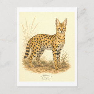Vintage-Style Serval Illustration Postcard