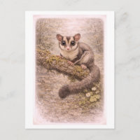 Vintage-Style Sugar Glider Illustration