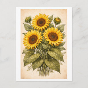 Vintage-Style Sunflower Botanical Illustration Postcard