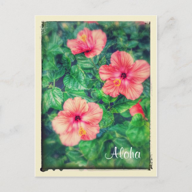 Vintage Style Tropical Hibiscus Flowers Postcard (Front)
