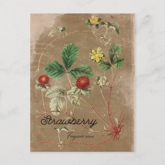 Vintage Style Wild Strawberry Postcard