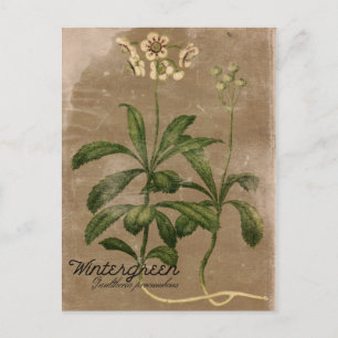 Vintage Style Wintergreen Plant Postcard