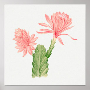 Vintage Succulent Illustration Poster