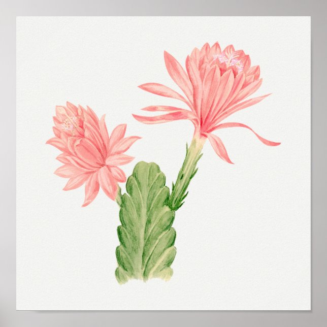 Vintage Succulent Illustration Poster (Front)