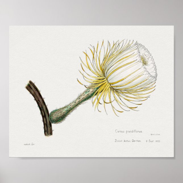 Vintage Succulent Illustration Poster (Front)