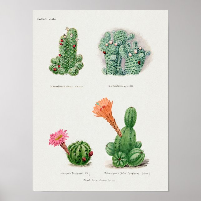 Vintage Succulent Illustration Poster (Front)