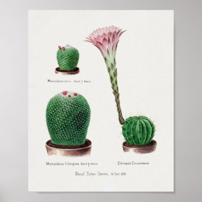 Vintage Succulent Illustration Poster (Front)