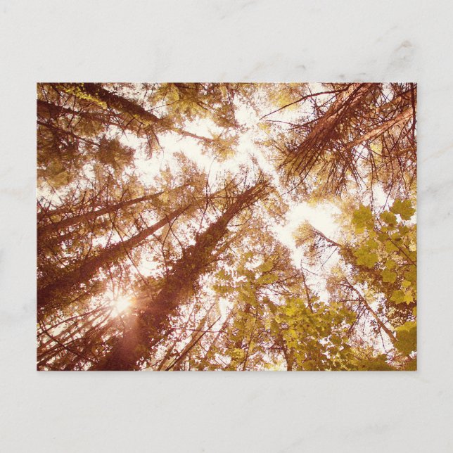 Vintage Summer trees Postcard (Front)