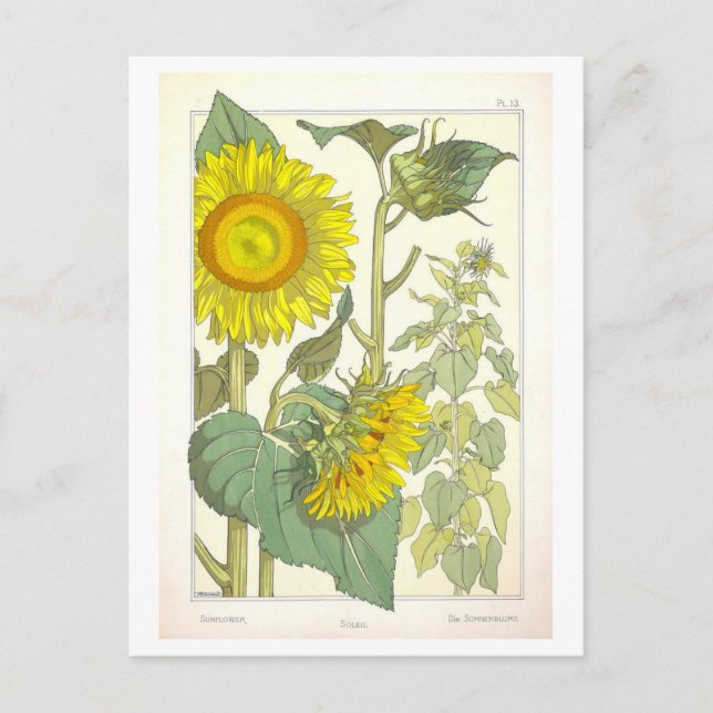 Vintage Sunflower Botanical Illustration Postcard (Front)