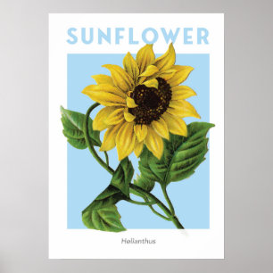 Vintage Sunflower Botanical Print