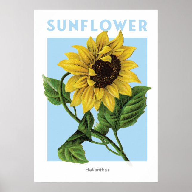 Vintage Sunflower Botanical Print (Front)