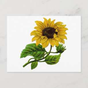 Vintage Sunflower Custom Gift Item Postcard