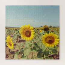 Vintage sunflower field