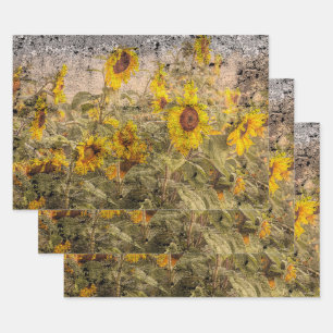 Vintage Sunflower Field Yellow Grunge Texture Wrapping Paper Sheet