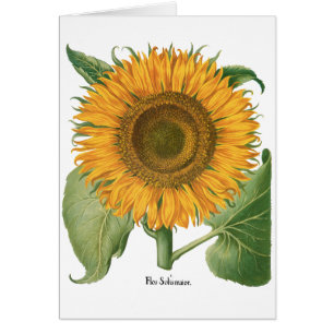 Vintage Sunflower Flower by Basilius Besler
